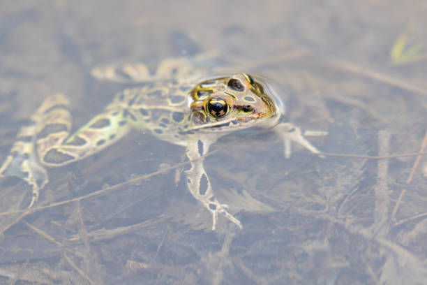 Northern Leopard Frog
Lithobates (Rana) pipiens